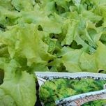 lettuce image